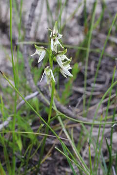 Image of Streaked leek orchid