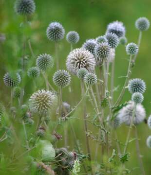 Image of Echinops sphaerocephalus L.