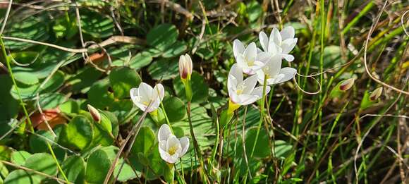 Image of Geissorhiza setacea (Thunb.) Ker Gawl.