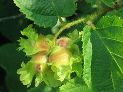 Image of American Hazel