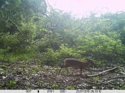 Image of Red-flanked Duiker