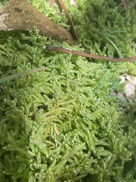 Image of Cypress-leaved plaitmoss