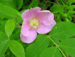 Image of prickly rose