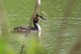 Image of Podiceps cristatus cristatus (Linnaeus 1758)