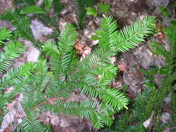 Image of Canada yew