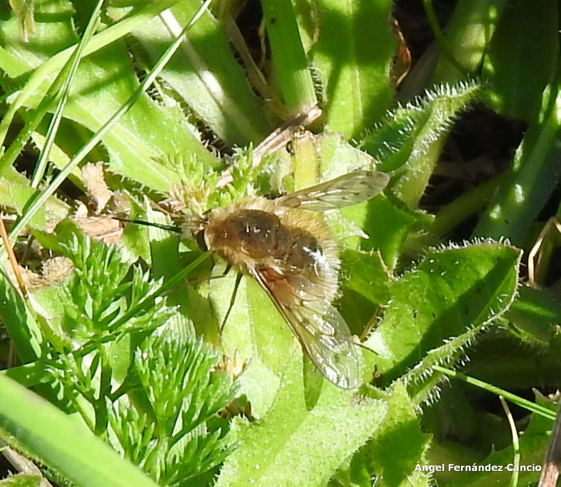 Image of Bombylius medius Linnaeus 1758