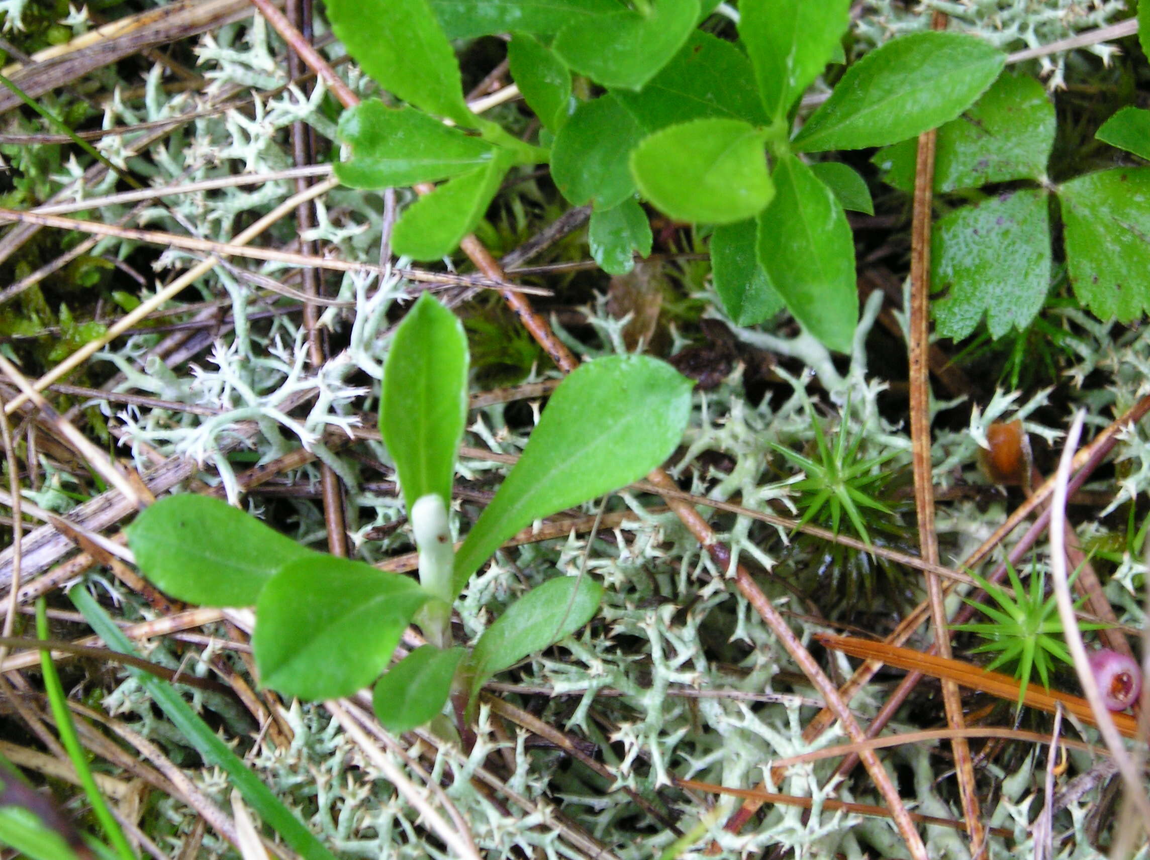 Image of dwarf bilberry