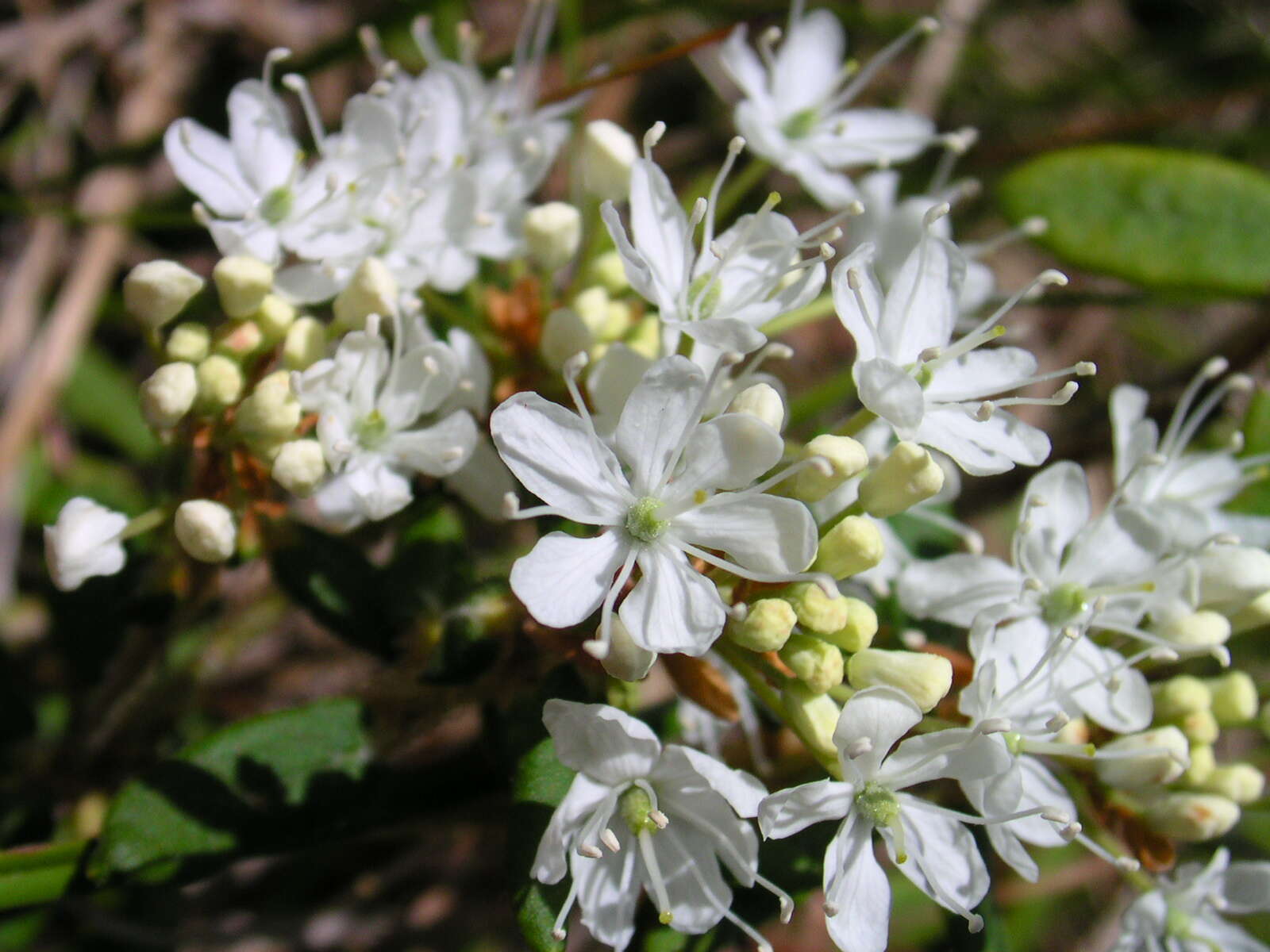 صورة Prunus pumila L.