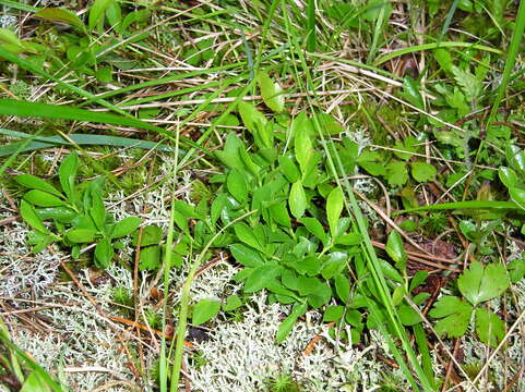 Image of dwarf bilberry