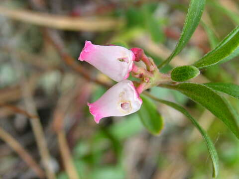 Image of bearberry