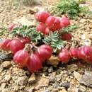 Image of Astragalus tschujensis Bunge