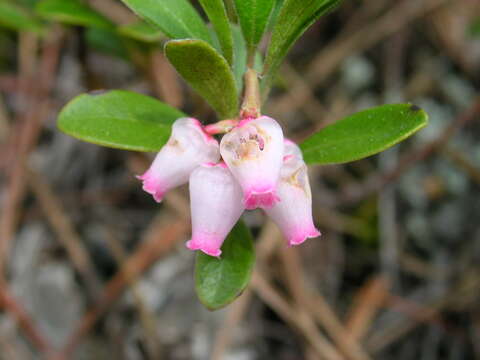 Image of bearberry