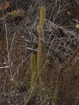 Image of snakecactus