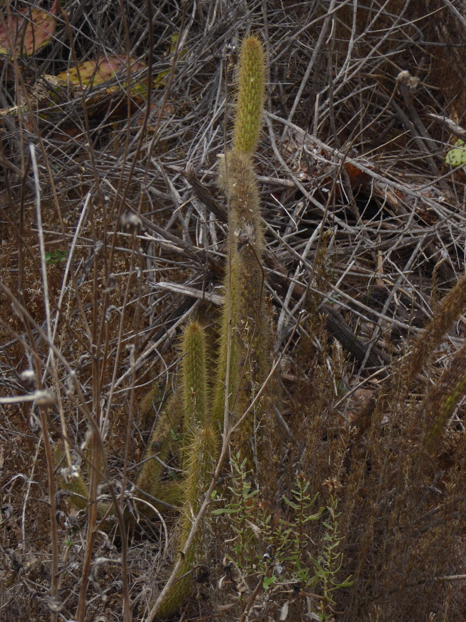 Image of snakecactus