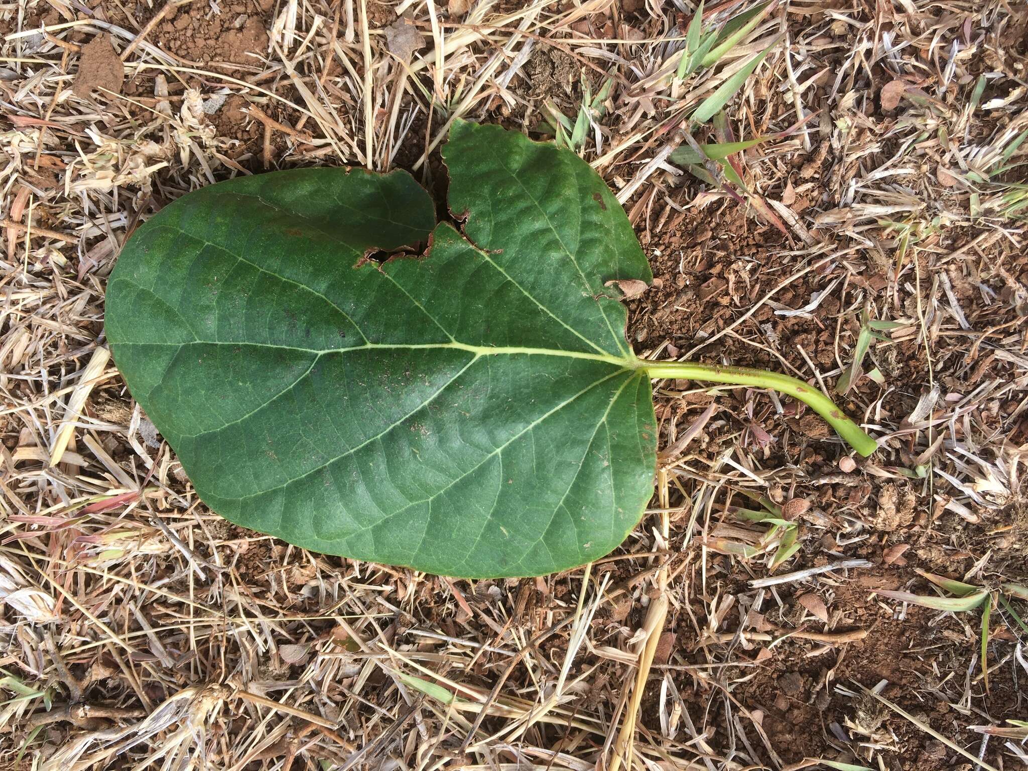 Image of Assyrian plum