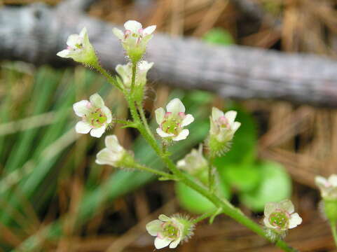 Image of red currant