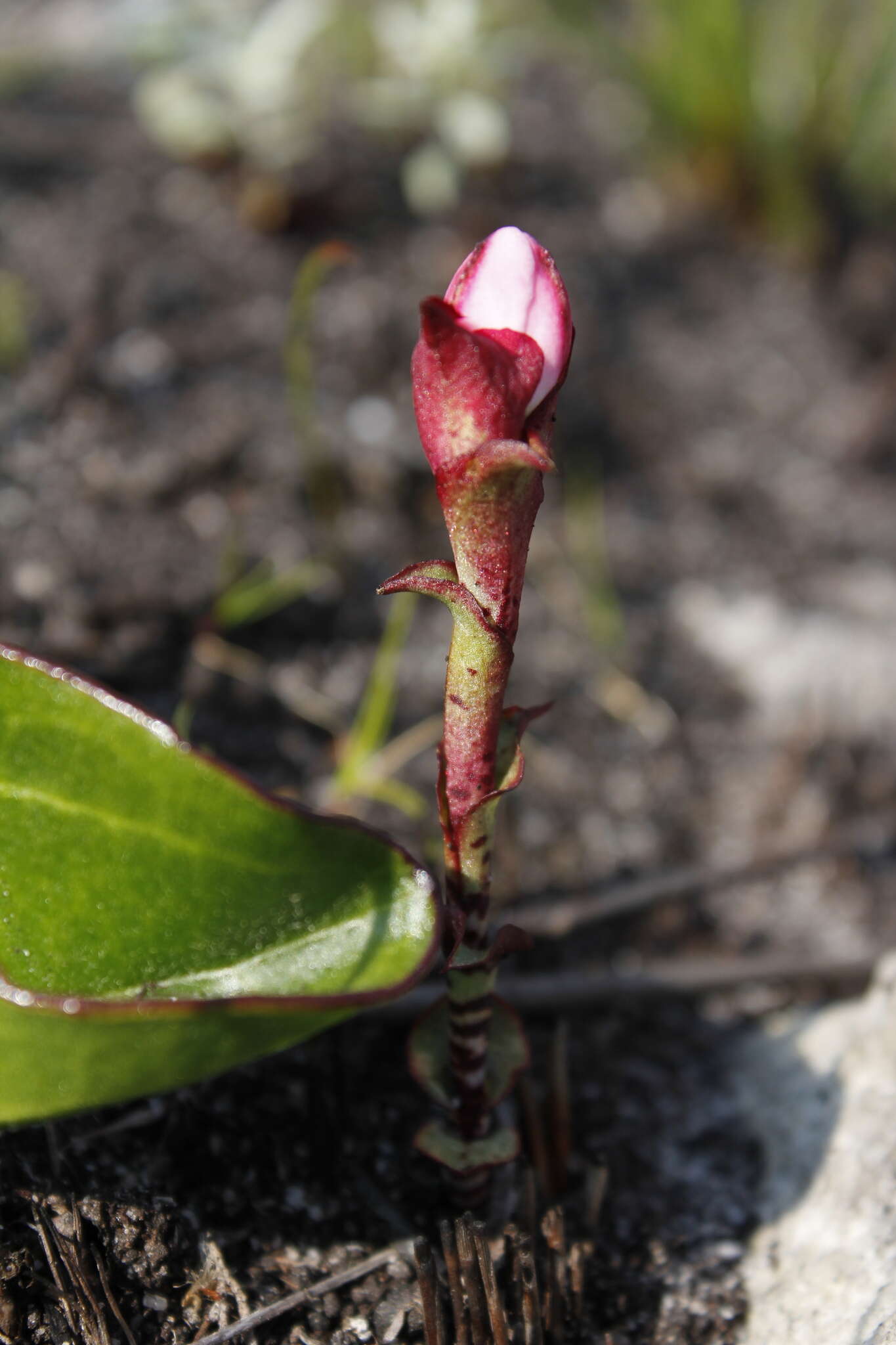 Image of Disa fasciata Lindl.