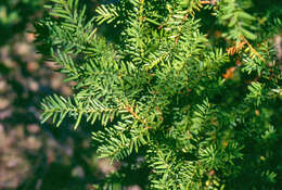 Image of Canada yew