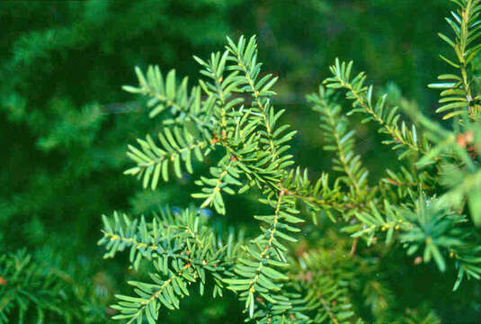 Image of Canada yew