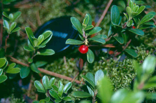 Image of bearberry