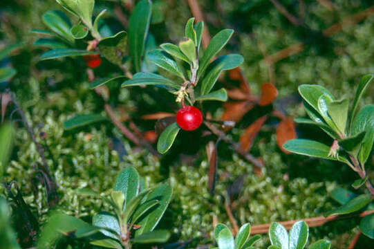 Image of bearberry