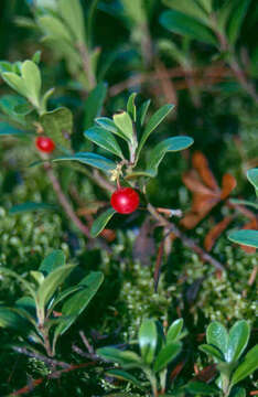 Image of bearberry