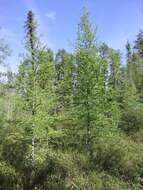 Image of American Larch