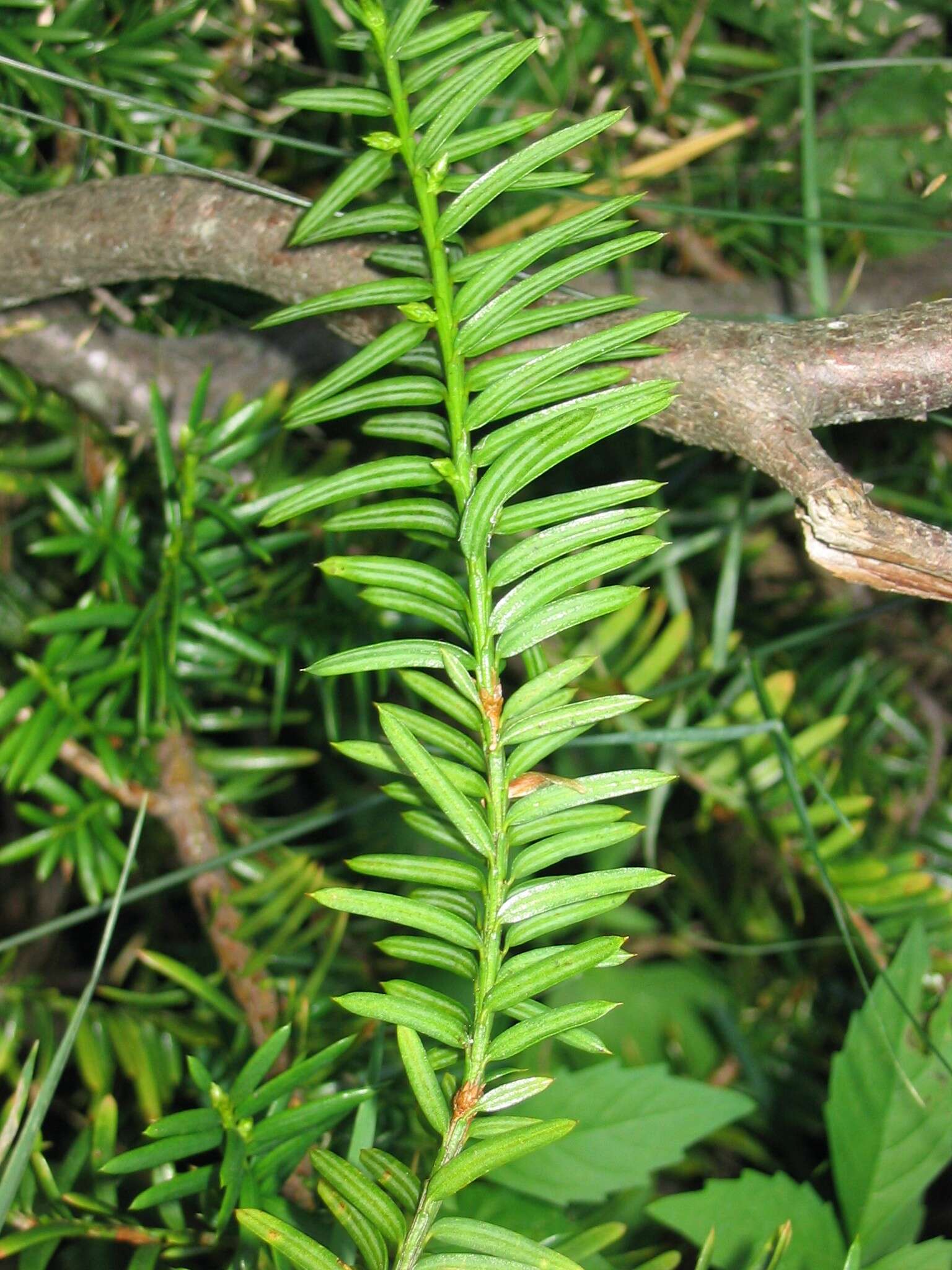 Image of Canada yew