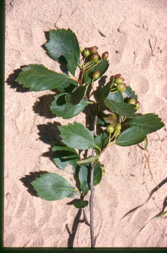 Image of black hawthorn