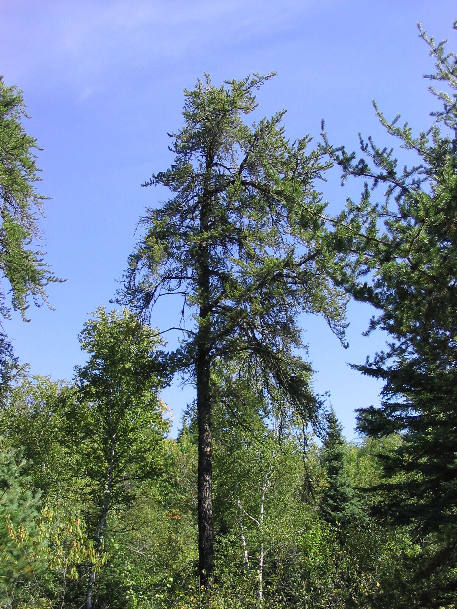 Image of jack pine