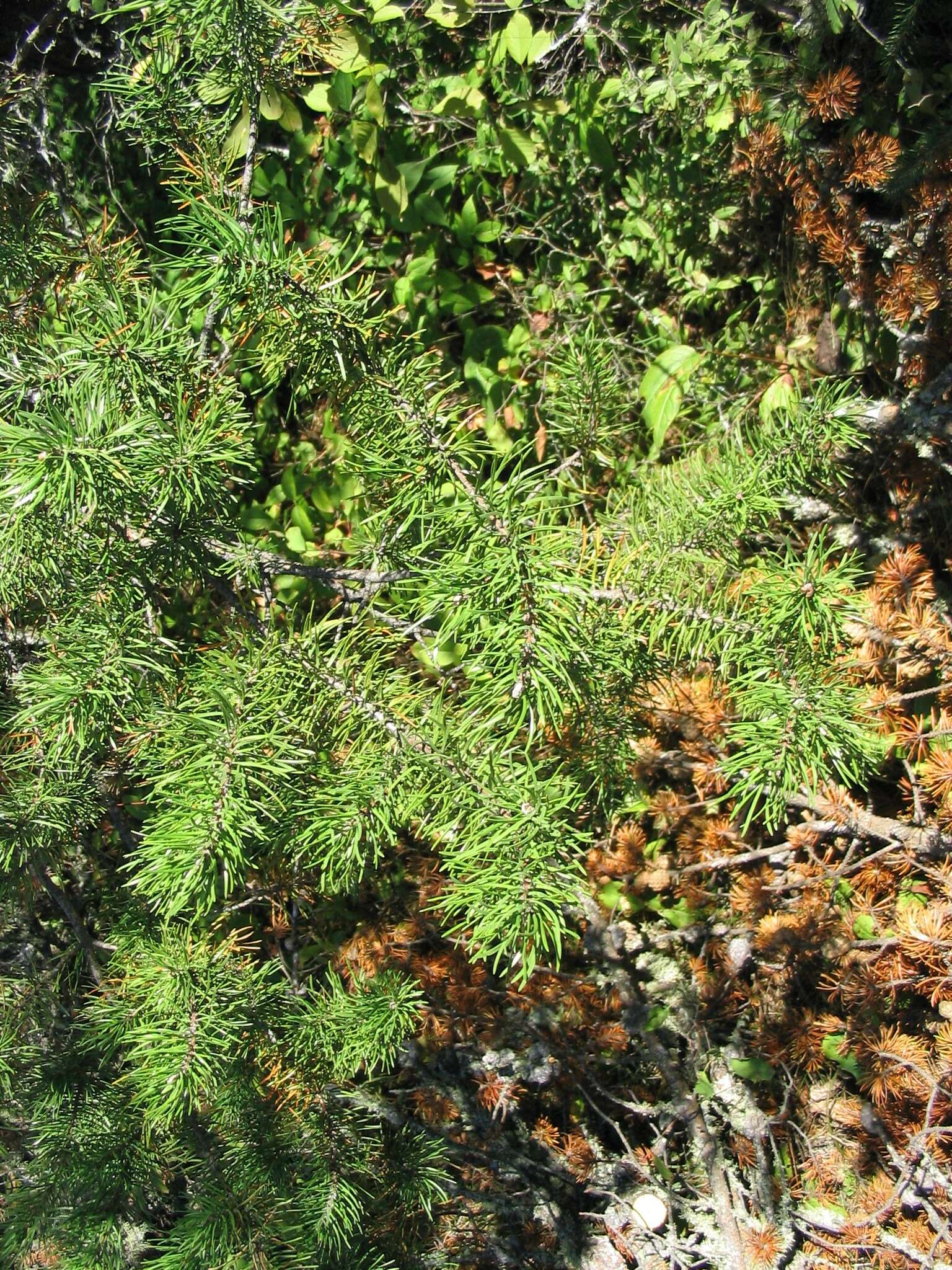 Image of jack pine