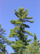 Image of eastern white pine