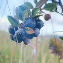 Image of Andean blueberry