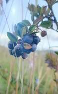 Image of Andean blueberry