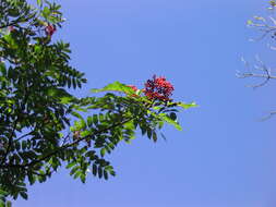 Image of American mountain ash