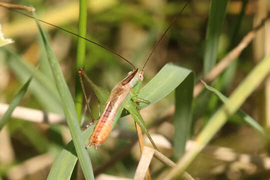 Слика од Conocephalus (Conocephalus) doryphorus (Karny 1907)