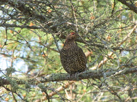 Image of Spruce Grouse