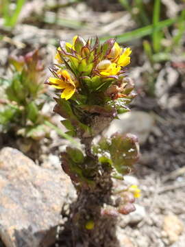 Imagem de Euphrasia minima Jacq. ex DC.