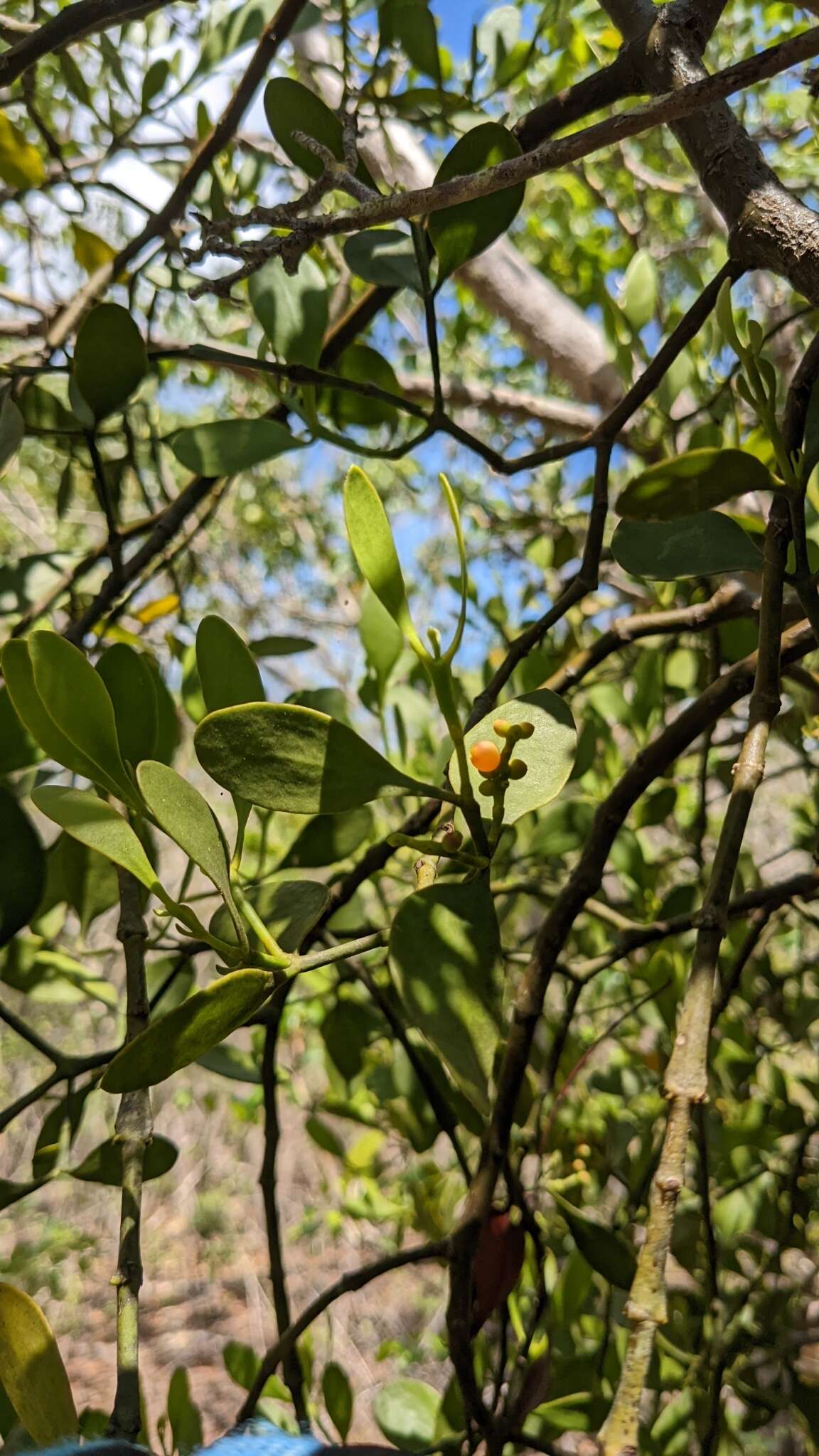 Image de Phoradendron rubrum (L.) Griseb. ex Eichl.