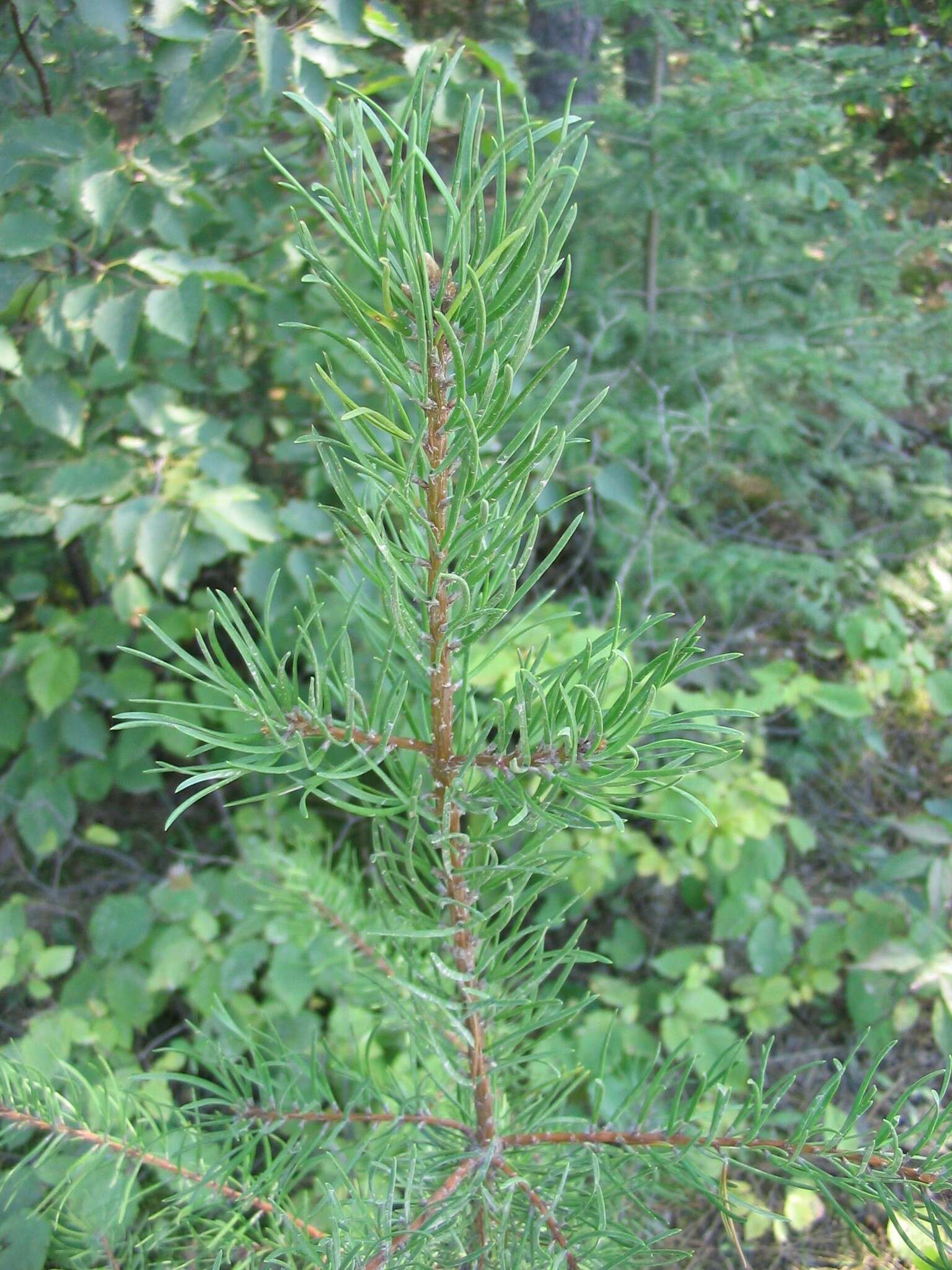 Image of jack pine