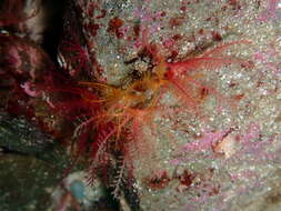 Image of rosy feather-star