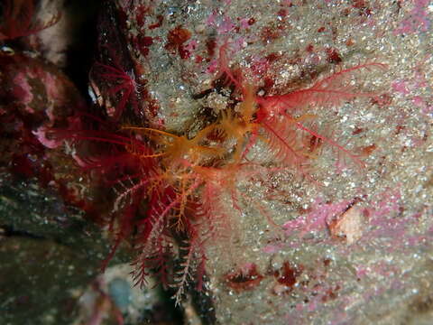 Image of rosy feather-star