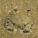 Image of Speckled Moon Crab