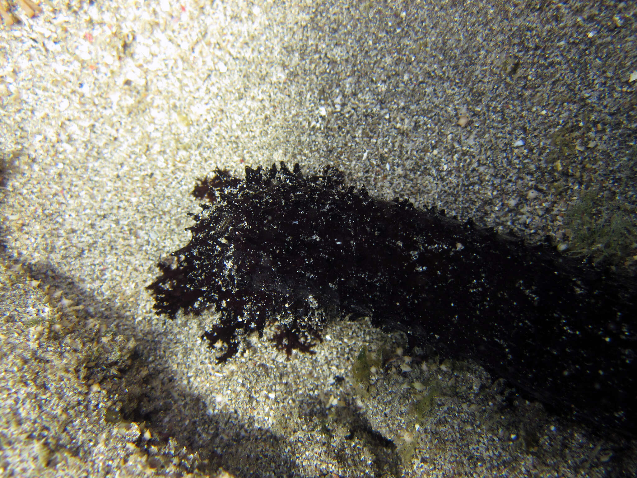 Image of Holothuria subgen. Mertensiothuria Deichmann 1958