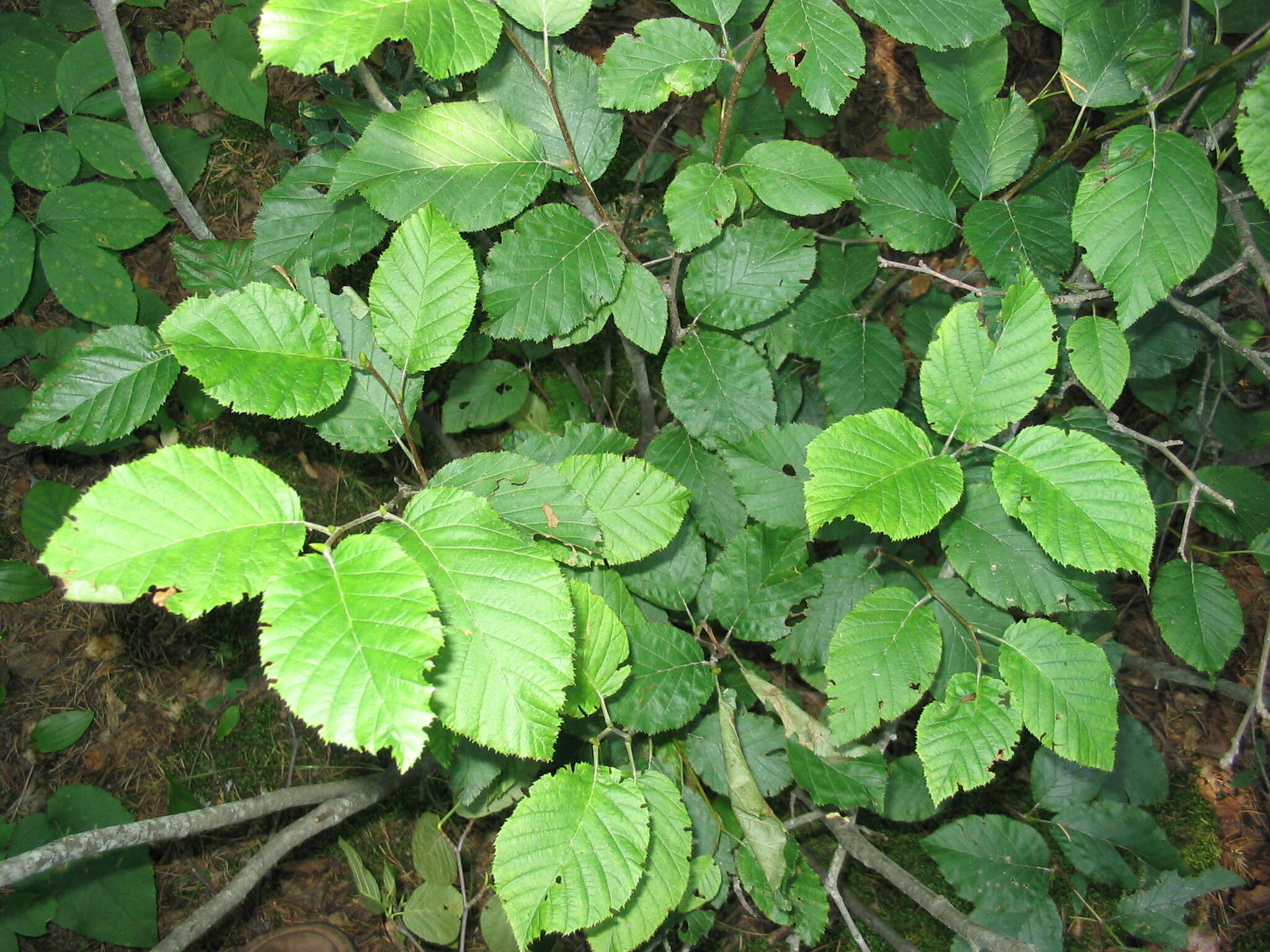 Imagem de Alnus alnobetula (Ehrh.) K. Koch