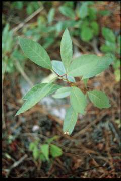 Imagem de Prunus pumila L.