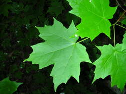 Image of sugar maple