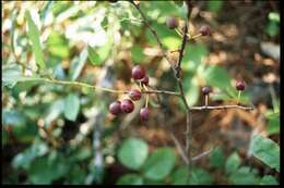 صورة Prunus pumila L.