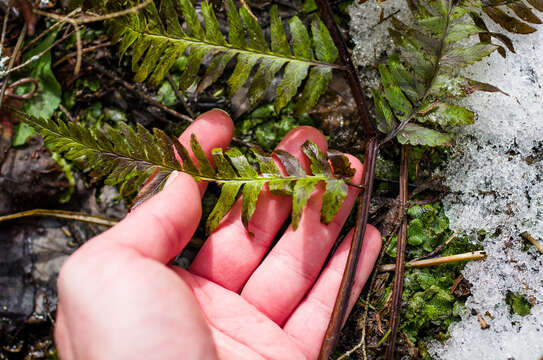 Image of log fern