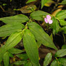 Image de Tradescantia poelliae D. R. Hunt